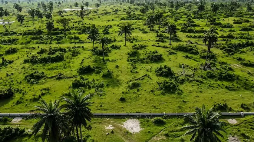 Tropical savanna with scattered palm trees
